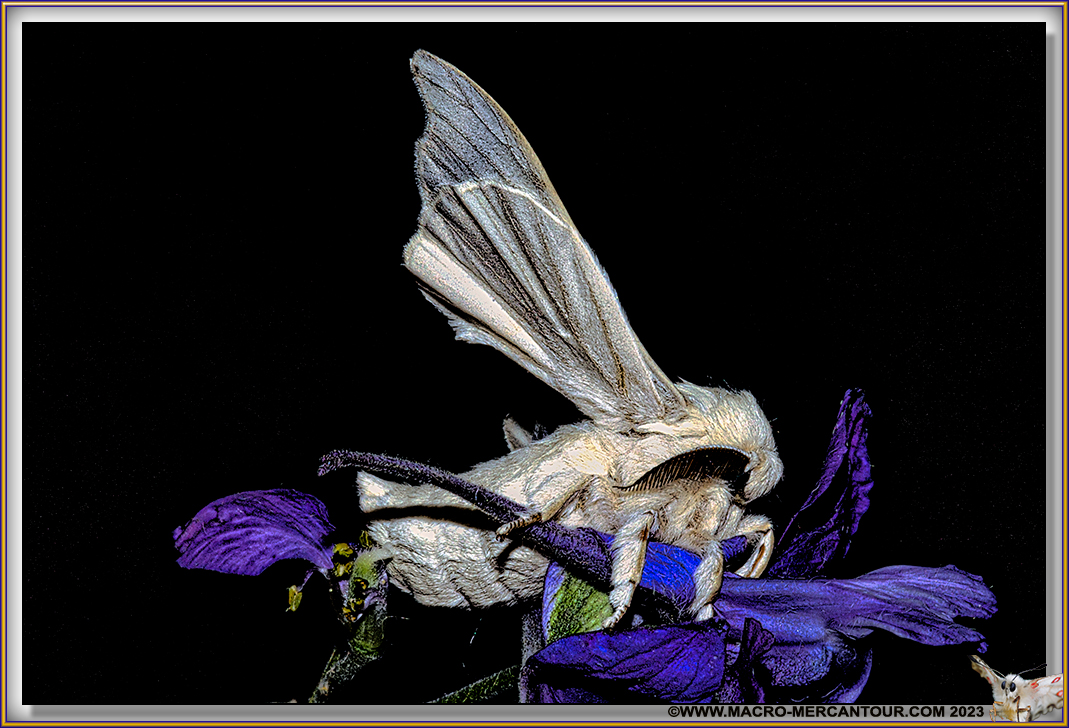 BOMBYX